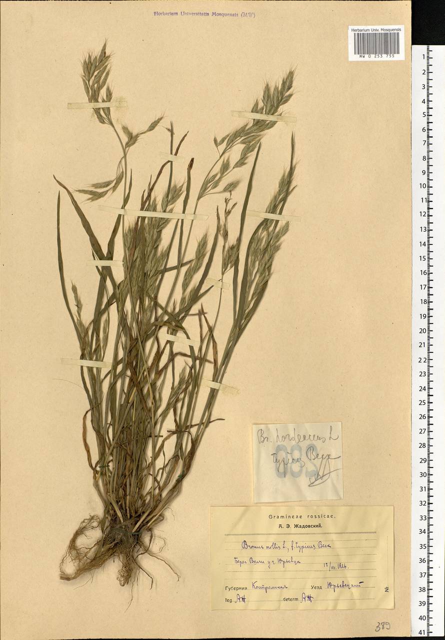 Bromus hordeaceus L., Eastern Europe, Central forest region (E5) (Russia)