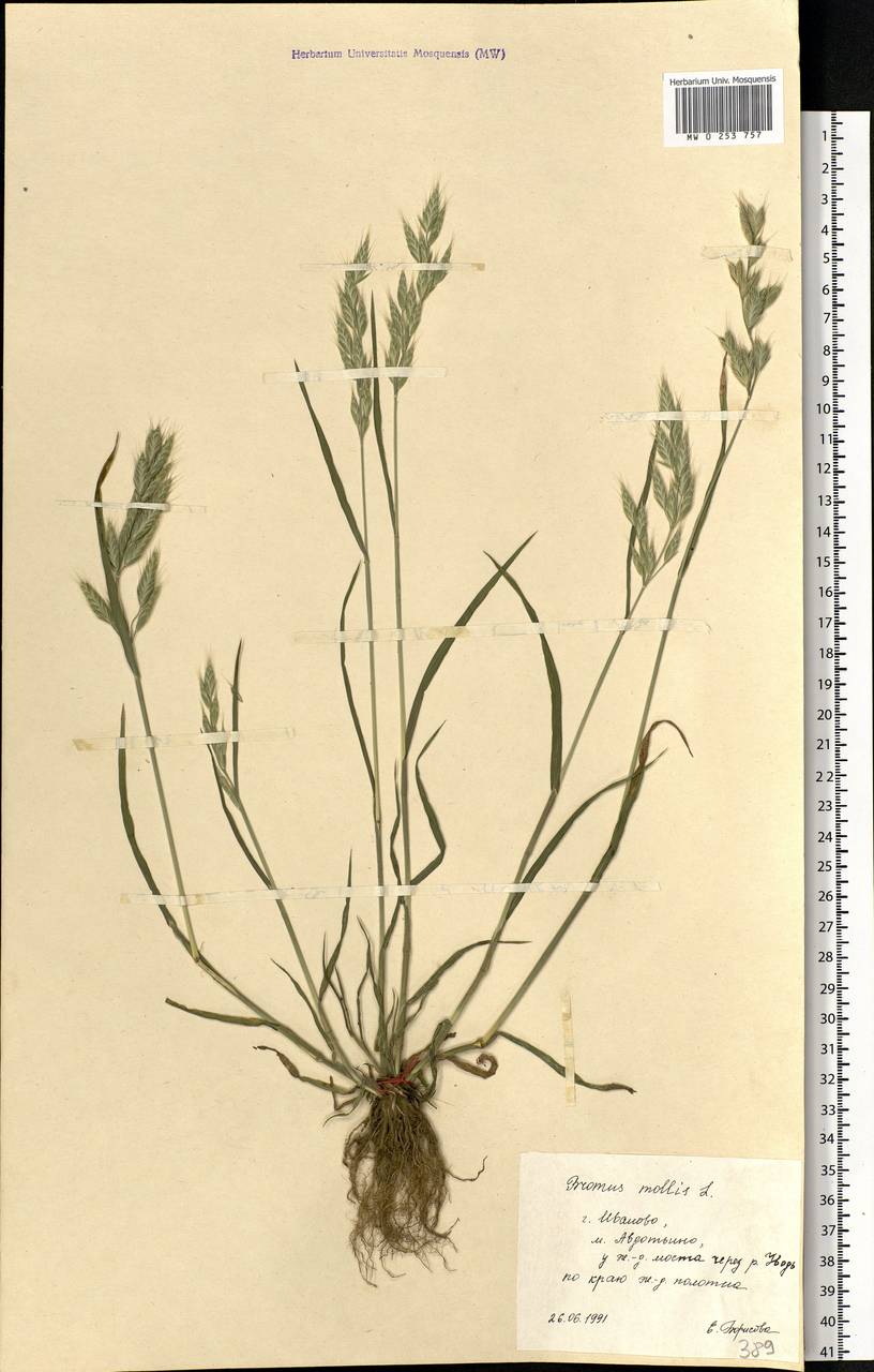 Bromus hordeaceus L., Eastern Europe, Central forest region (E5) (Russia)