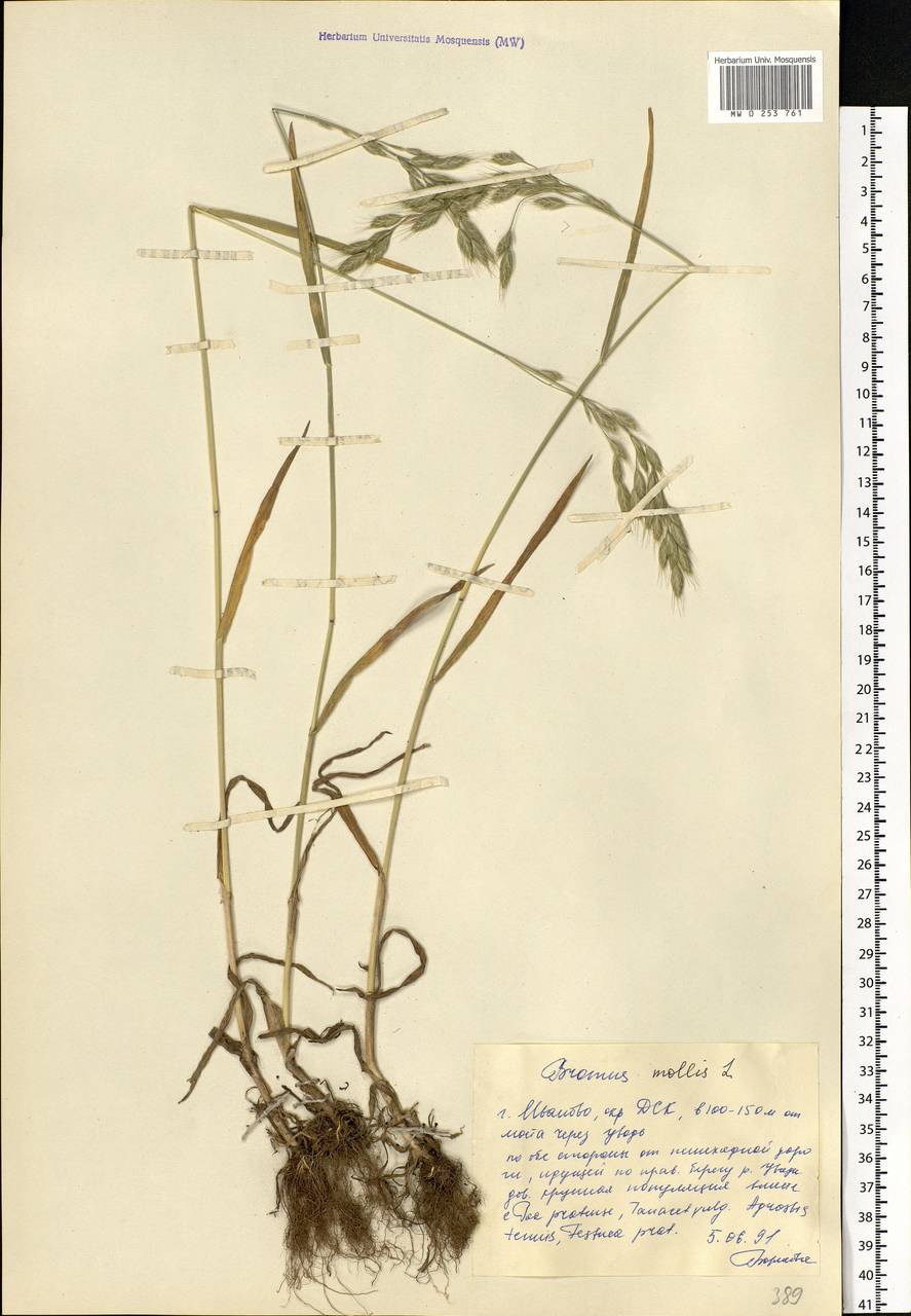 Bromus hordeaceus L., Eastern Europe, Central forest region (E5) (Russia)