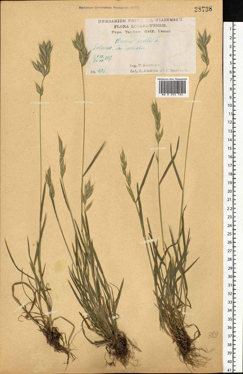 Bromus hordeaceus L., Eastern Europe, Central forest-and-steppe region (E6) (Russia)