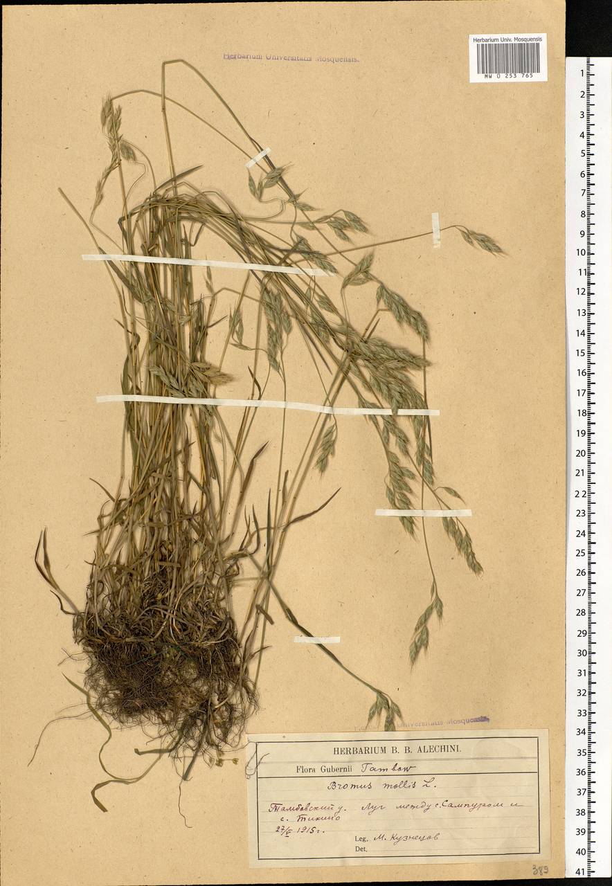 Bromus hordeaceus L., Eastern Europe, Central forest-and-steppe region (E6) (Russia)