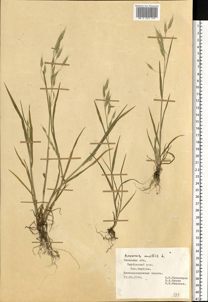 Bromus hordeaceus L., Eastern Europe, Central forest-and-steppe region (E6) (Russia)