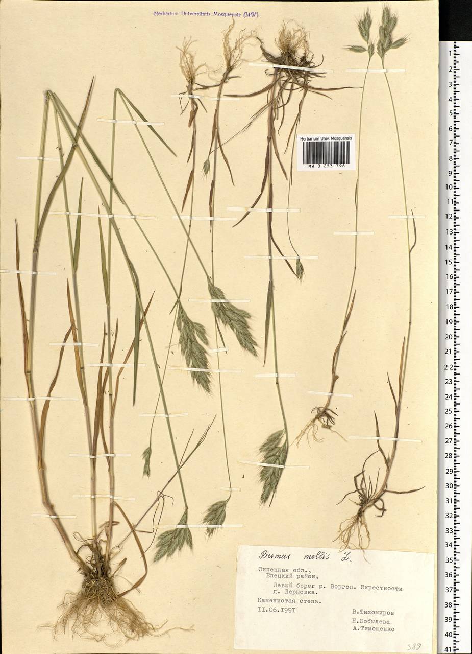 Bromus hordeaceus L., Eastern Europe, Central forest-and-steppe region (E6) (Russia)