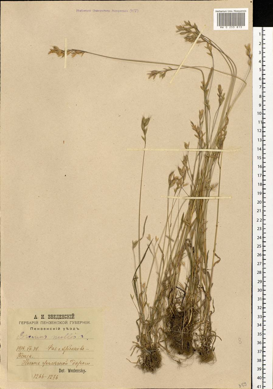 Bromus hordeaceus L., Eastern Europe, Middle Volga region (E8) (Russia)