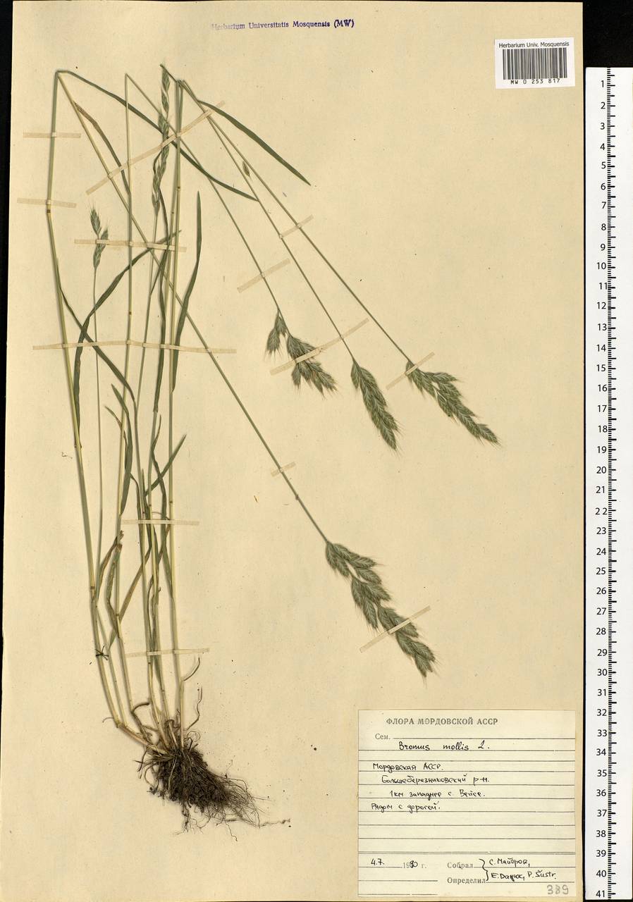 Bromus hordeaceus L., Eastern Europe, Middle Volga region (E8) (Russia)