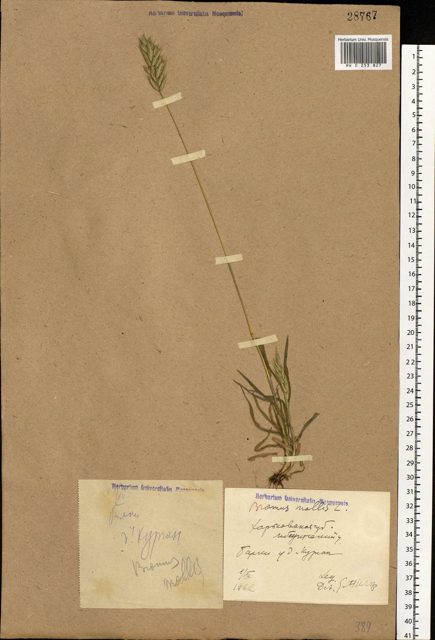 Bromus hordeaceus L., Eastern Europe, North Ukrainian region (E11) (Ukraine)