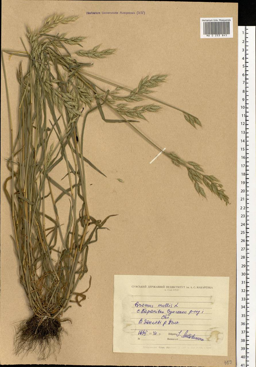 Bromus hordeaceus L., Eastern Europe, North Ukrainian region (E11) (Ukraine)