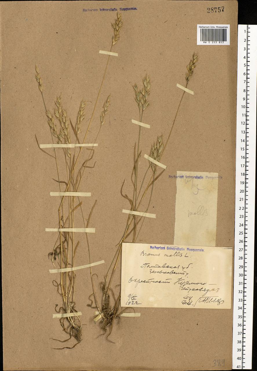 Bromus hordeaceus L., Eastern Europe, North Ukrainian region (E11) (Ukraine)