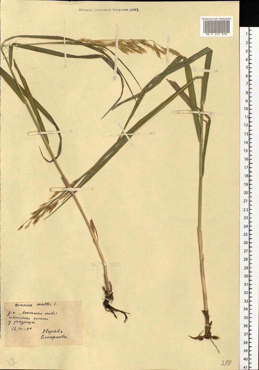 Bromus hordeaceus L., Eastern Europe, South Ukrainian region (E12) (Ukraine)