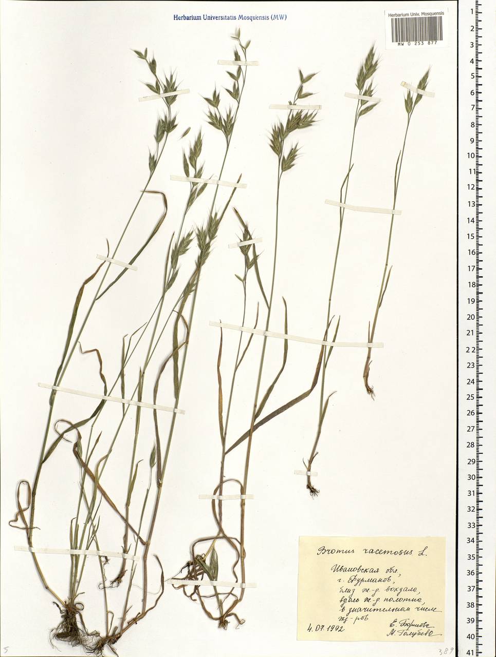 Bromus racemosus L., Eastern Europe, Central forest region (E5) (Russia)
