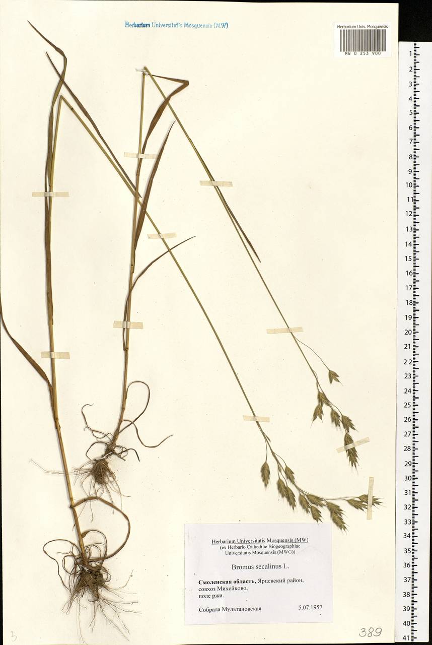 Bromus secalinus L., Eastern Europe, Western region (E3) (Russia)