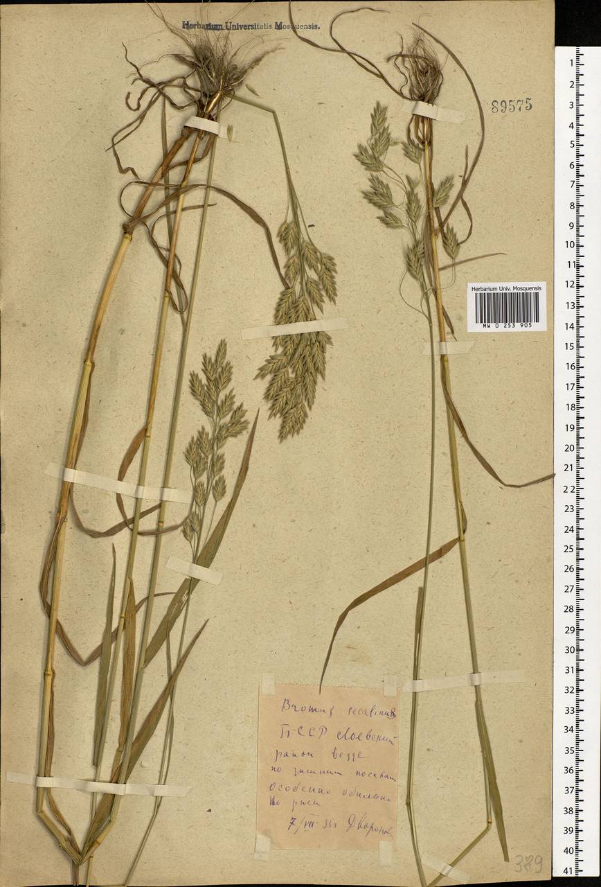 Bromus secalinus L., Eastern Europe, Belarus (E3a) (Belarus)