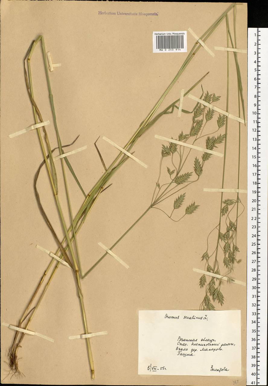 Bromus secalinus L., Eastern Europe, Central region (E4) (Russia)