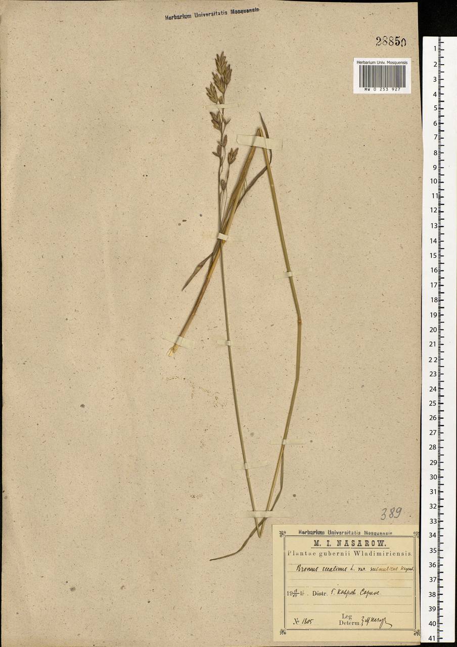 Bromus secalinus L., Eastern Europe, Central region (E4) (Russia)