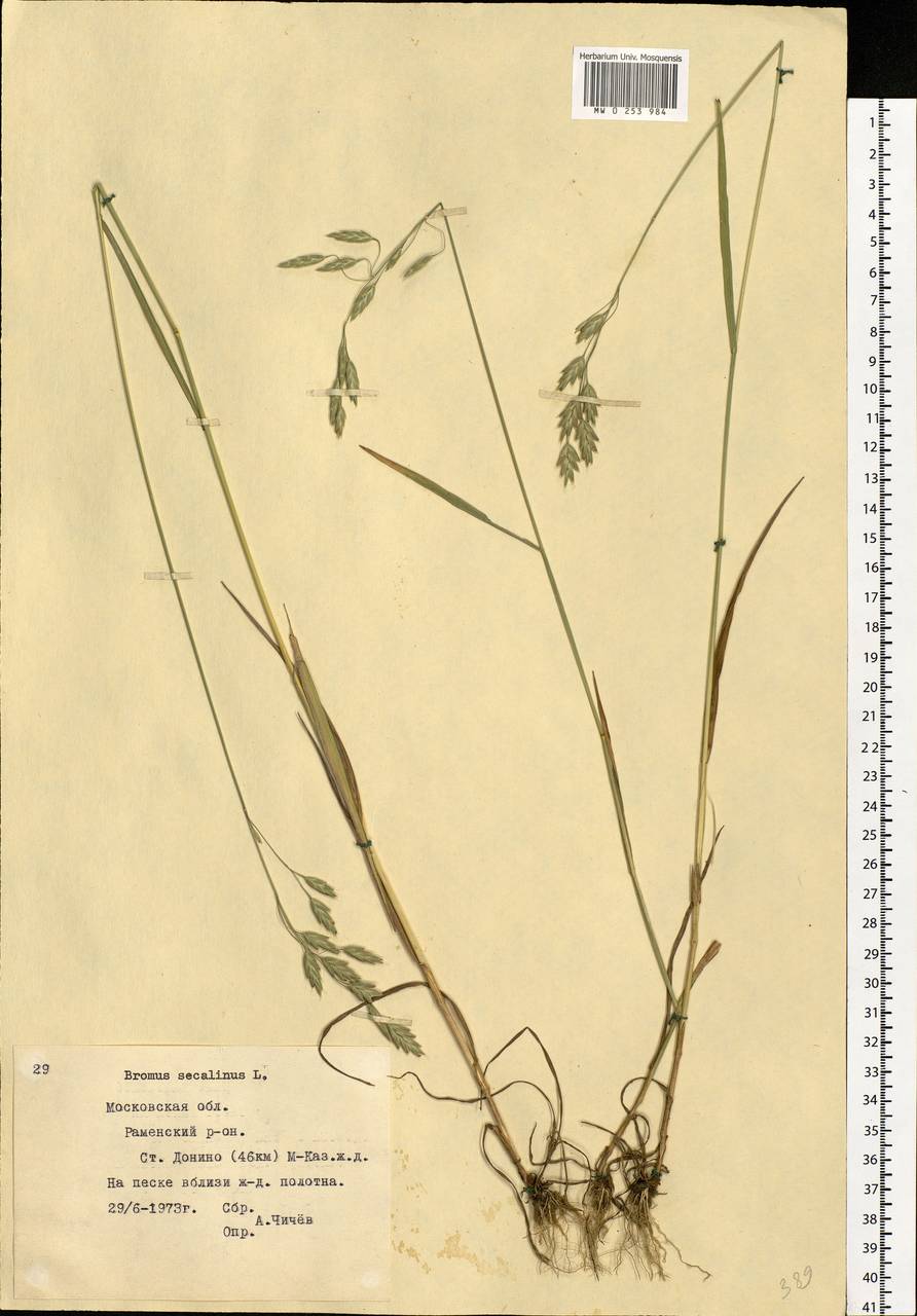 Bromus secalinus L., Eastern Europe, Moscow region (E4a) (Russia)