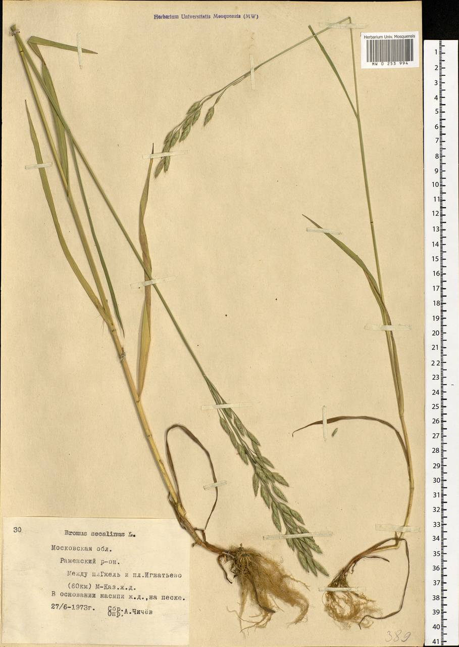 Bromus secalinus L., Eastern Europe, Moscow region (E4a) (Russia)