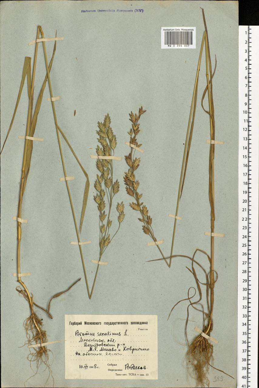 Bromus secalinus L., Eastern Europe, Moscow region (E4a) (Russia)