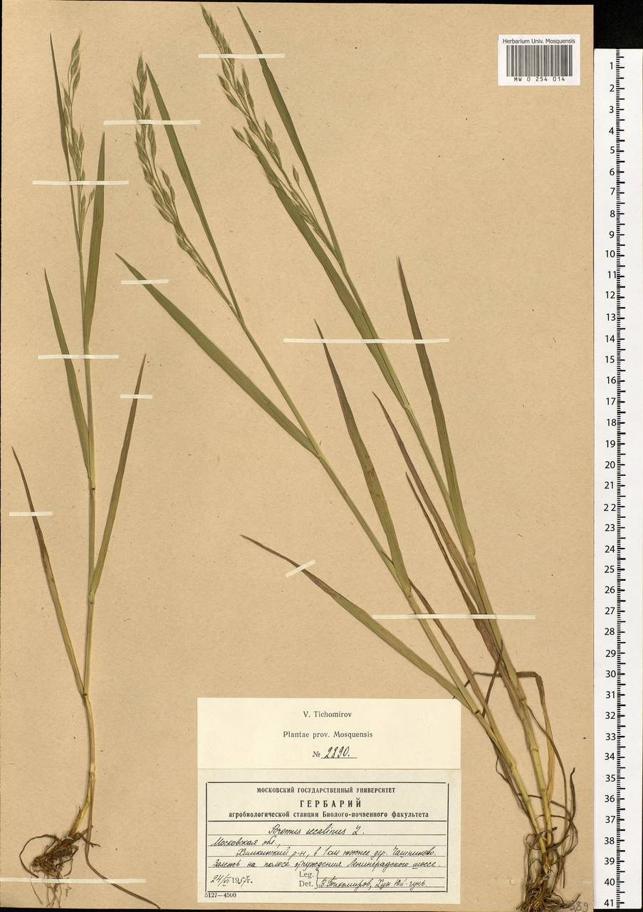 Bromus secalinus L., Eastern Europe, Moscow region (E4a) (Russia)