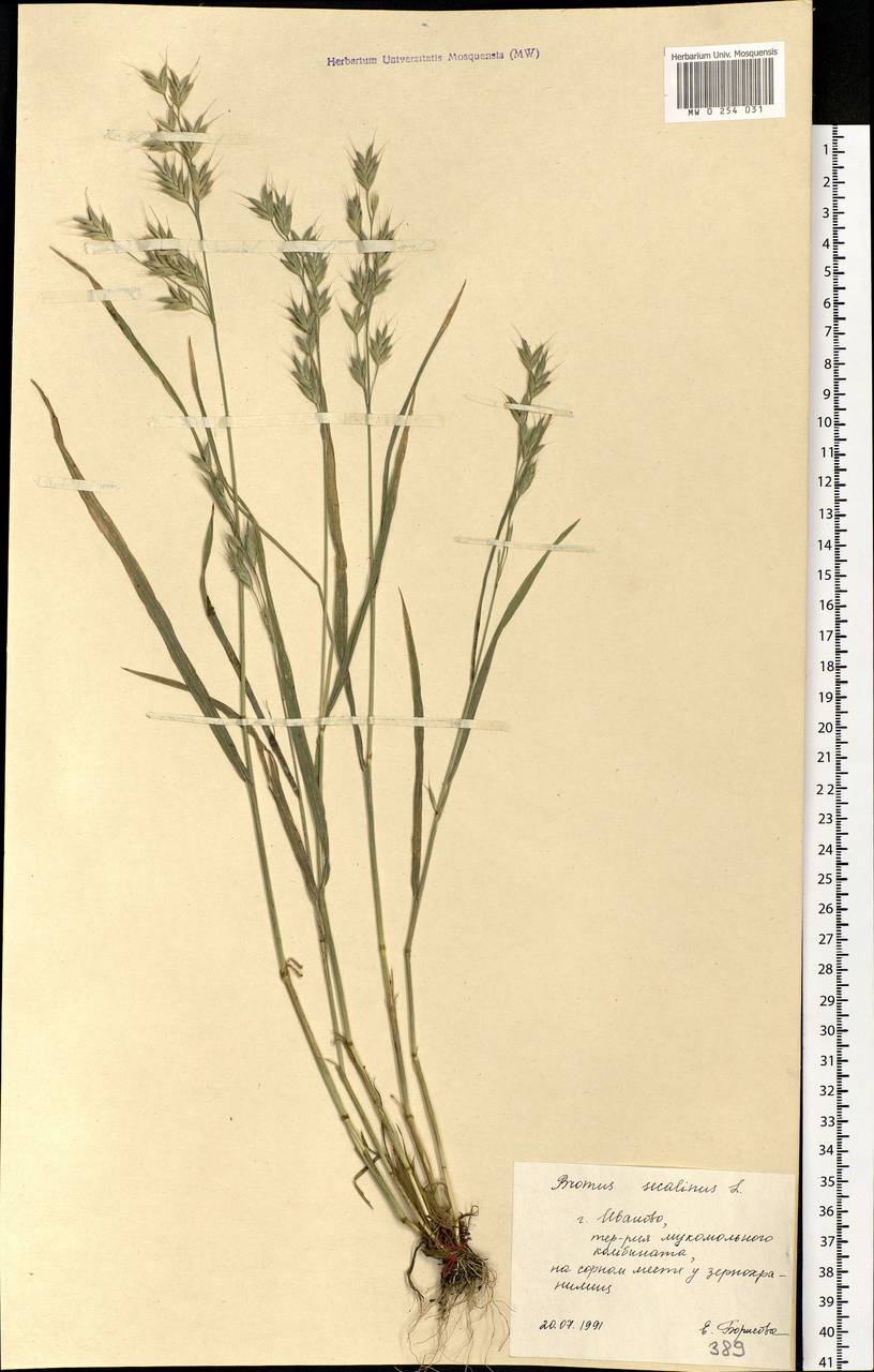 Bromus secalinus L., Eastern Europe, Central forest region (E5) (Russia)