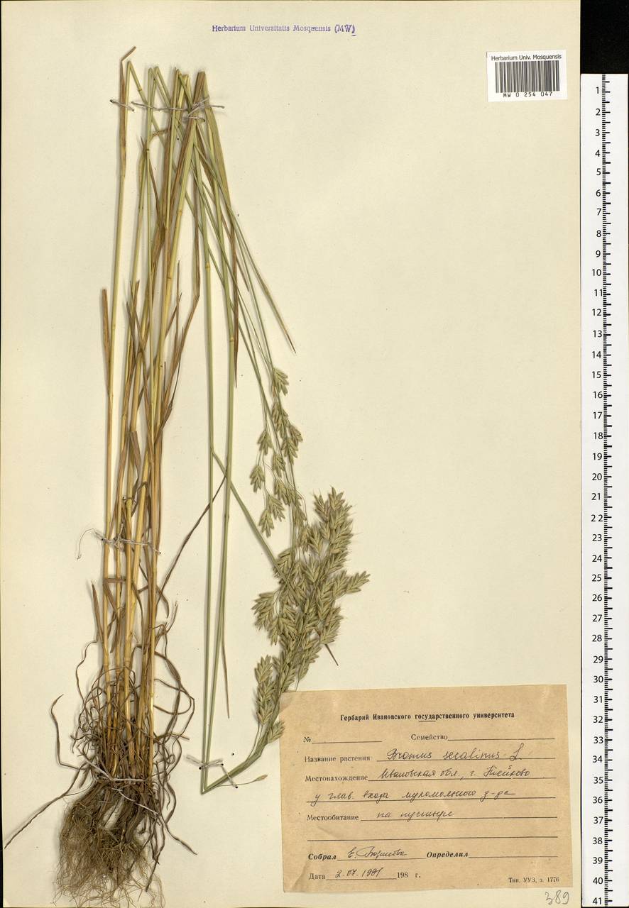 Bromus secalinus L., Eastern Europe, Central forest region (E5) (Russia)