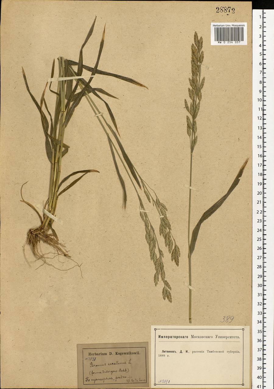 Bromus secalinus L., Eastern Europe, Central forest-and-steppe region (E6) (Russia)