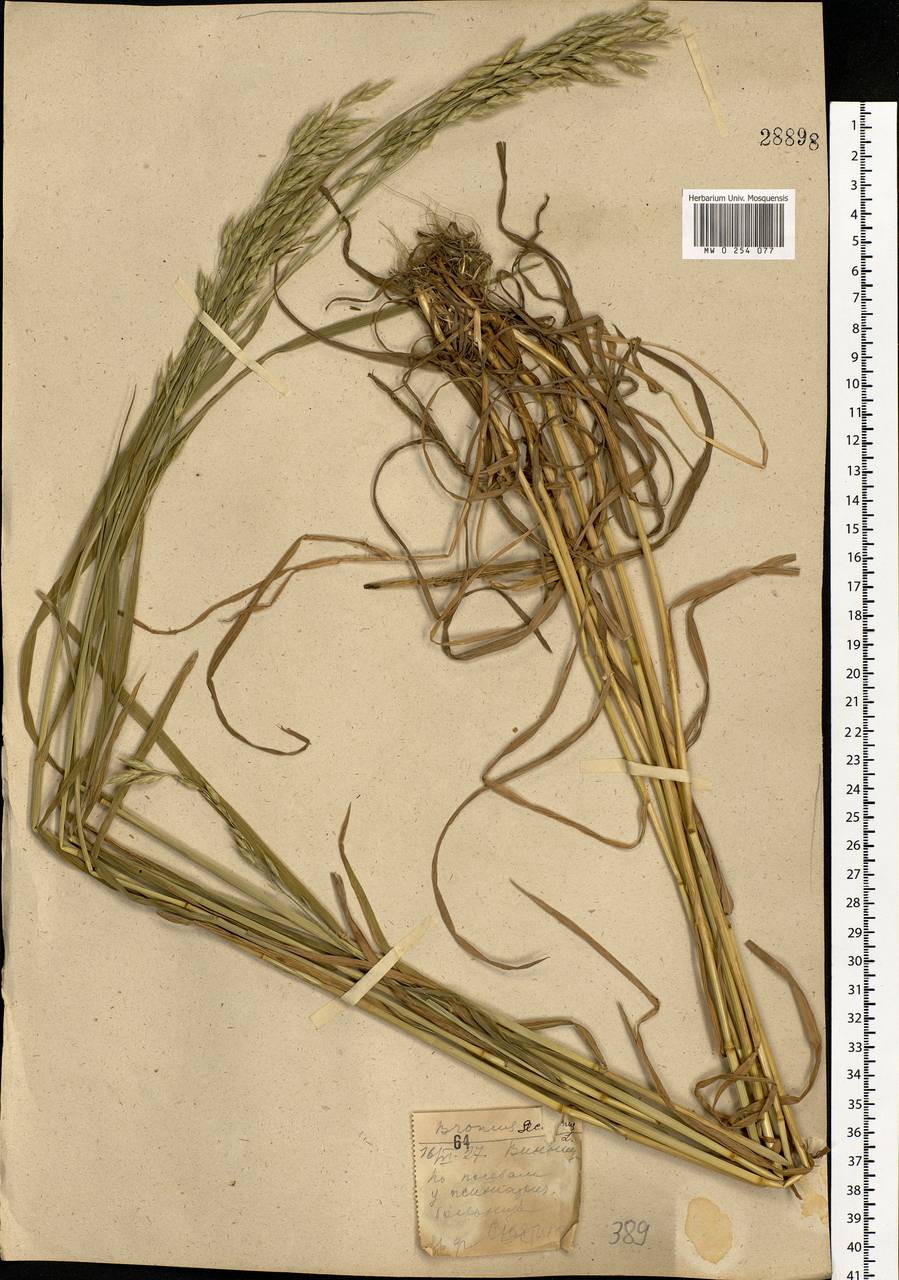 Bromus secalinus L., Eastern Europe, South Ukrainian region (E12) (Ukraine)
