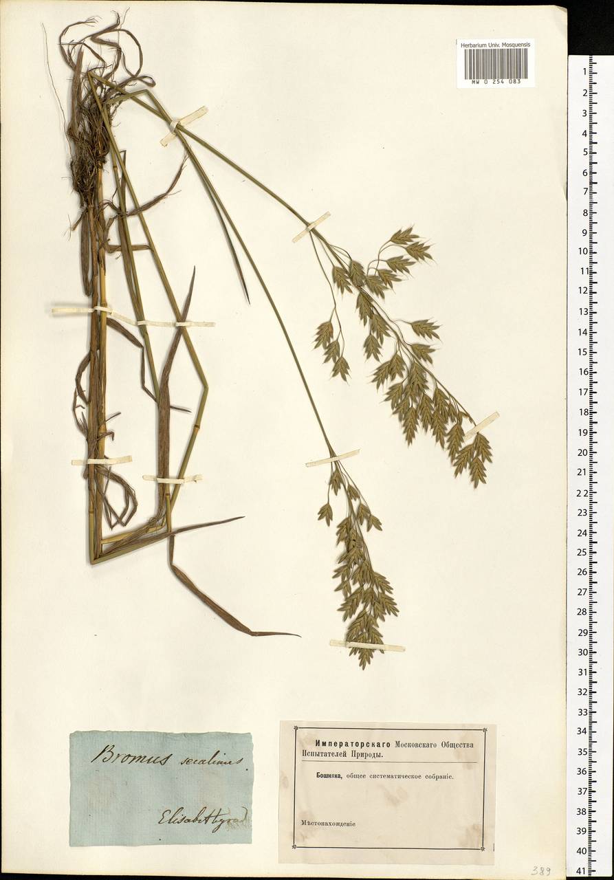 Bromus secalinus L., Eastern Europe, South Ukrainian region (E12) (Ukraine)