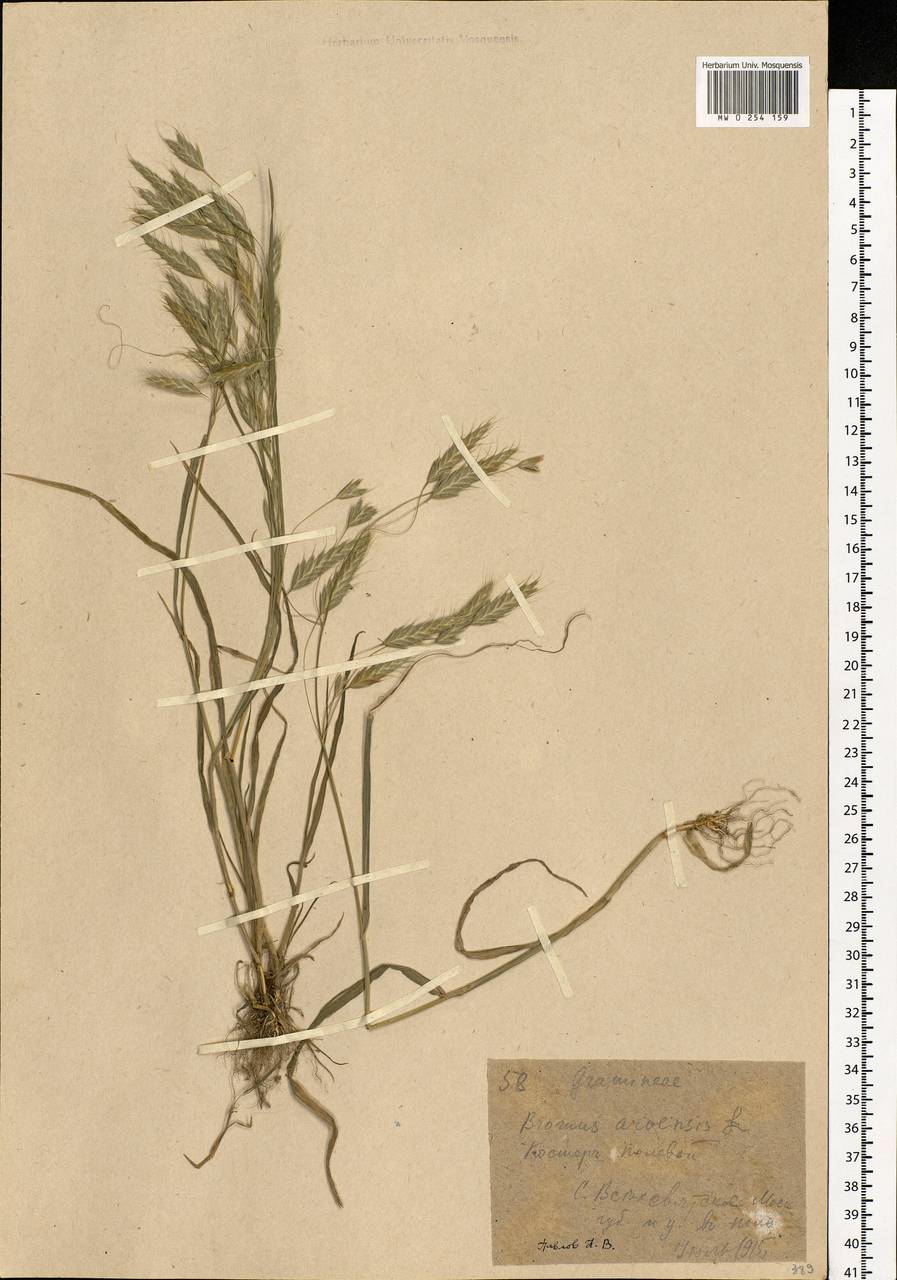 Bromus squarrosus L., Eastern Europe, Moscow region (E4a) (Russia)