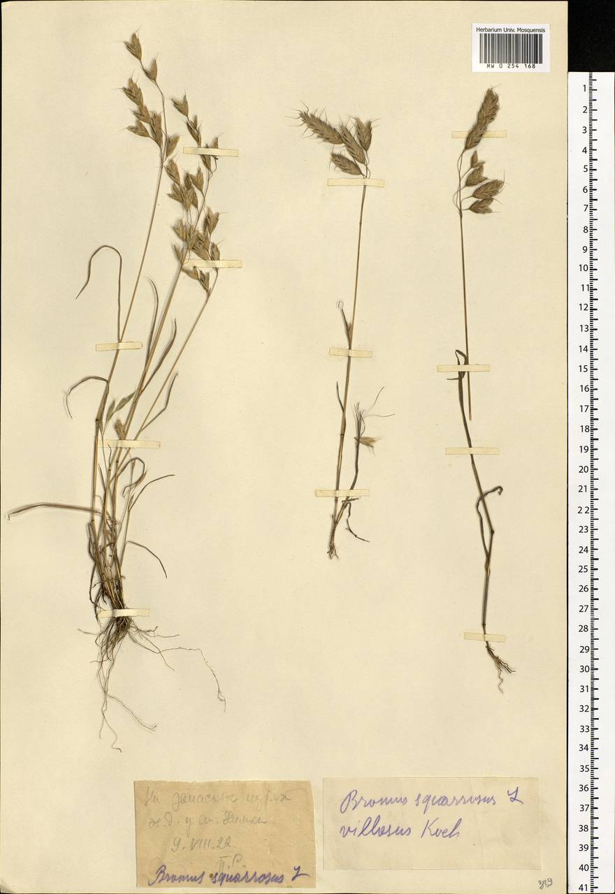 Bromus squarrosus L., Eastern Europe, Moscow region (E4a) (Russia)