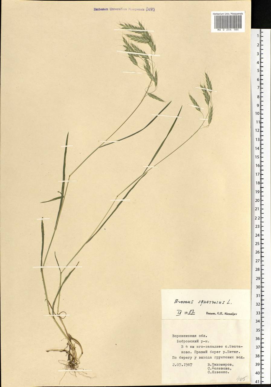 Bromus squarrosus L., Eastern Europe, Central forest-and-steppe region (E6) (Russia)