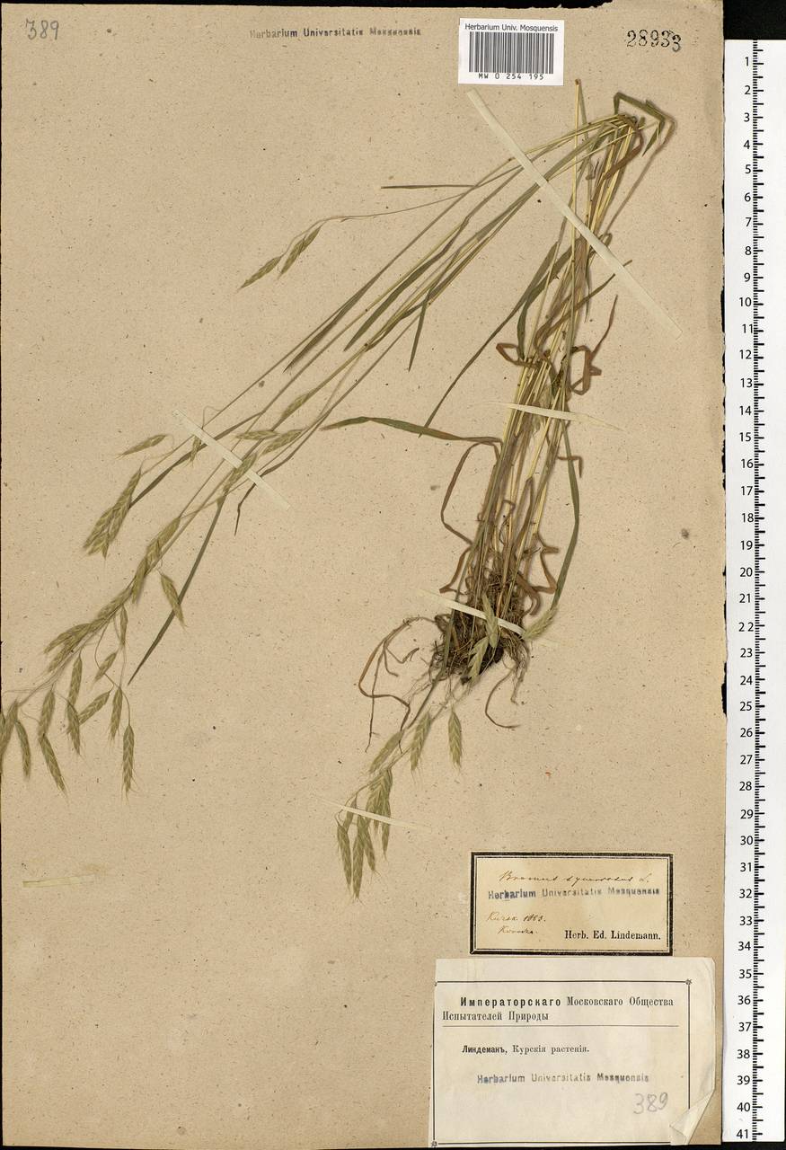 Bromus squarrosus L., Eastern Europe, Central forest-and-steppe region (E6) (Russia)
