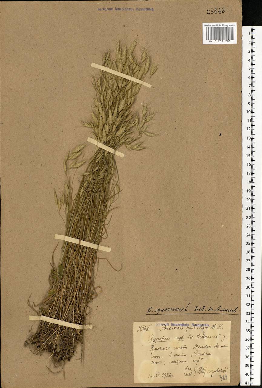 Bromus squarrosus L., Eastern Europe, Central forest-and-steppe region (E6) (Russia)
