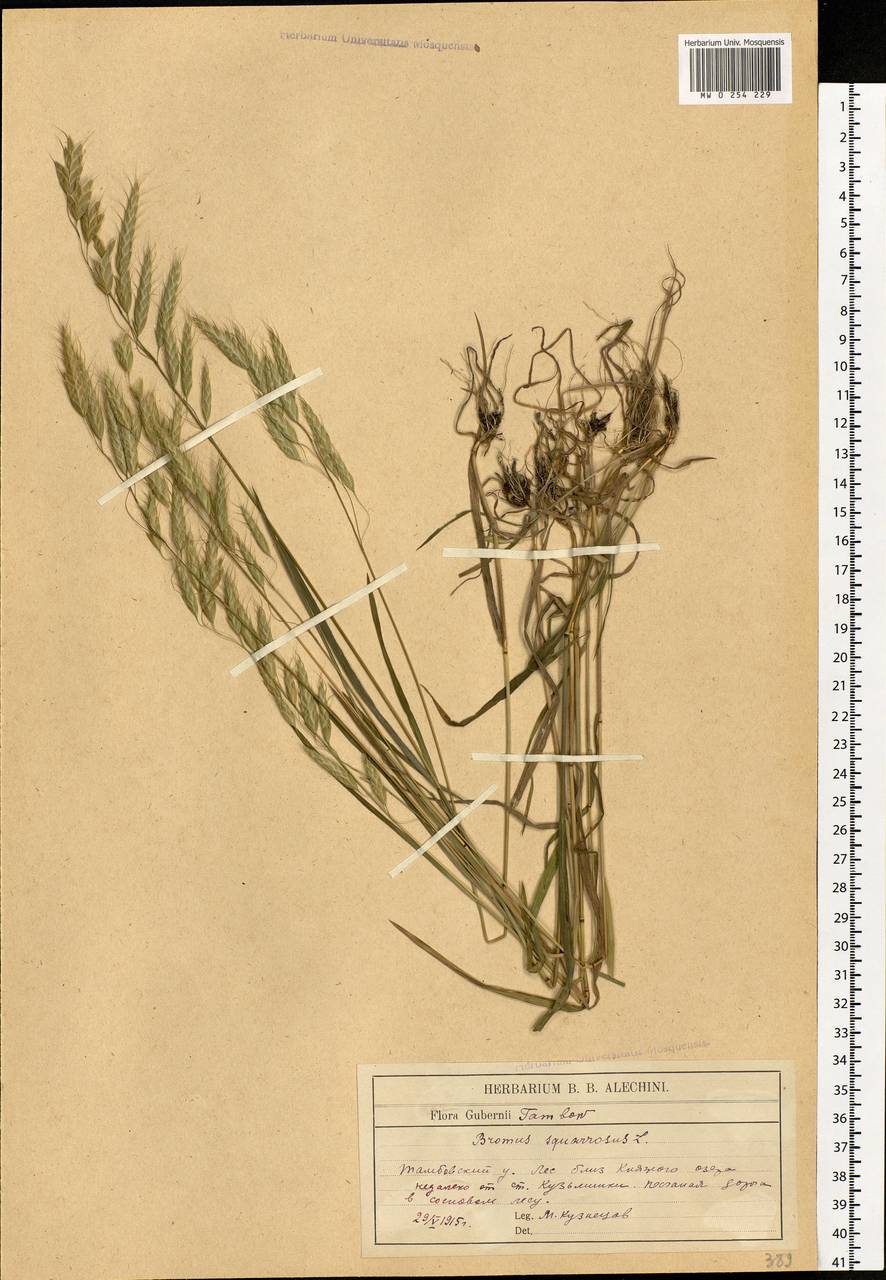 Bromus squarrosus L., Eastern Europe, Central forest-and-steppe region (E6) (Russia)