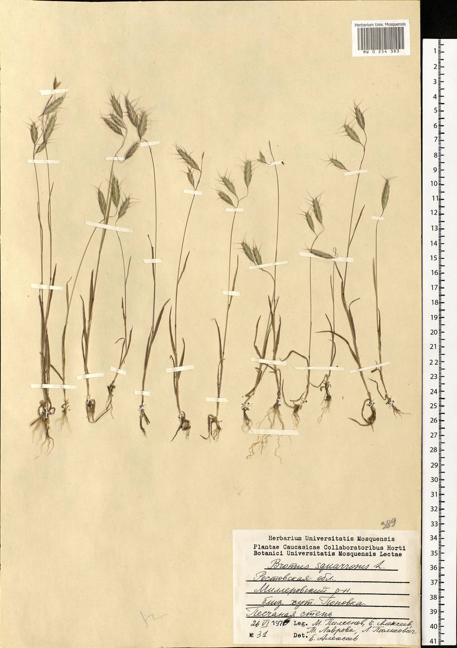 Bromus squarrosus L., Eastern Europe, Rostov Oblast (E12a) (Russia)