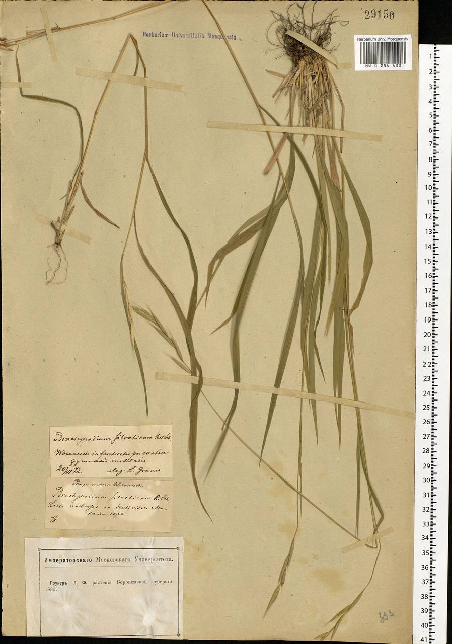 Brachypodium sylvaticum (Huds.) P.Beauv., Eastern Europe, Central forest-and-steppe region (E6) (Russia)