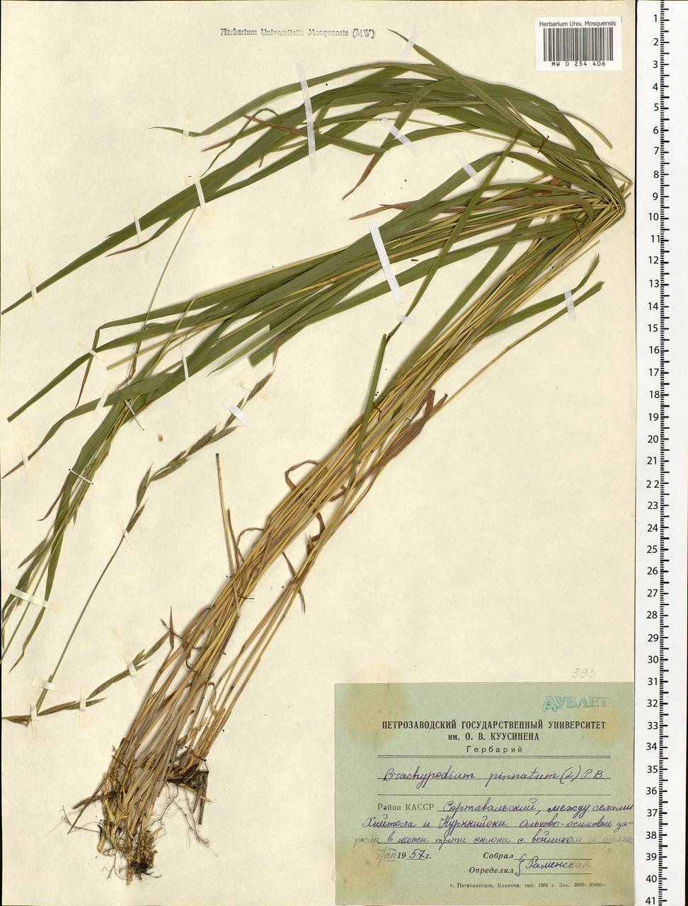 Brachypodium pinnatum (L.) P.Beauv., Eastern Europe, Northern region (E1) (Russia)