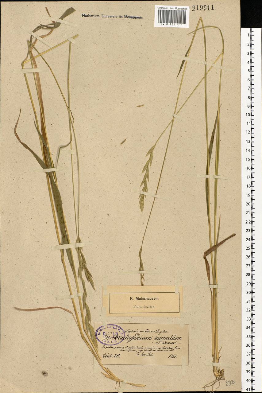 Brachypodium pinnatum (L.) P.Beauv., Eastern Europe, North-Western region (E2) (Russia)