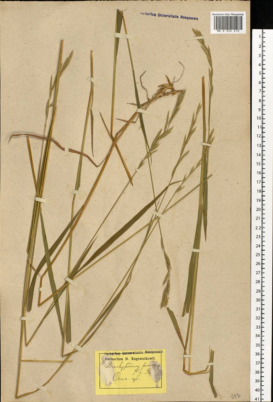 Brachypodium pinnatum (L.) P.Beauv., Eastern Europe, Latvia (E2b) (Latvia)