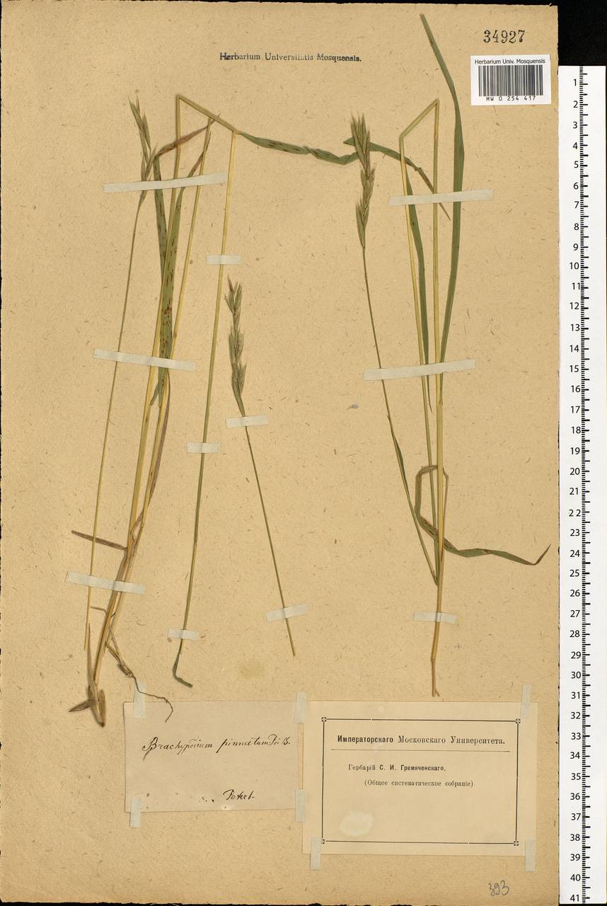 Brachypodium pinnatum (L.) P.Beauv., Eastern Europe, North-Western region (E2) (Russia)