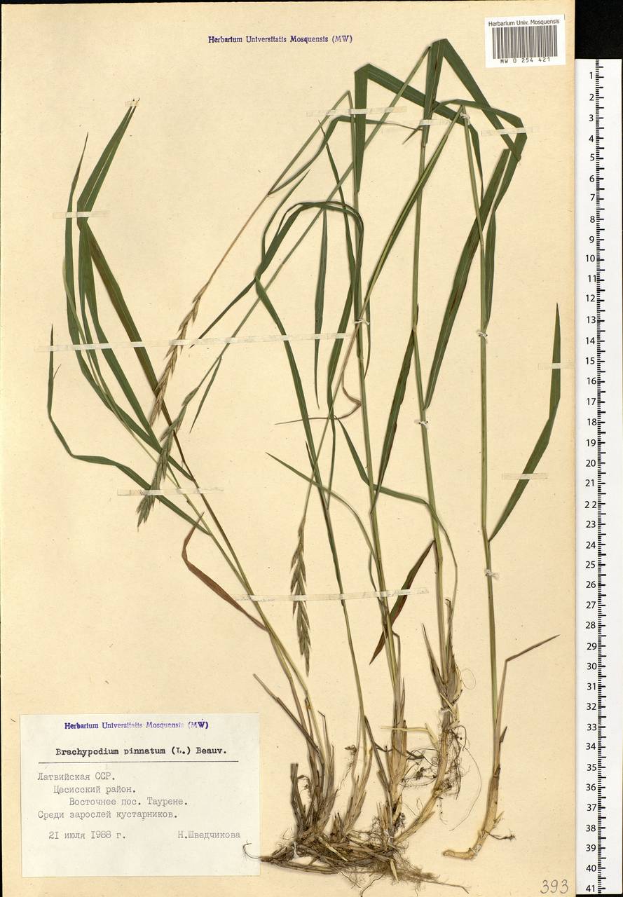 Brachypodium pinnatum (L.) P.Beauv., Eastern Europe, Latvia (E2b) (Latvia)