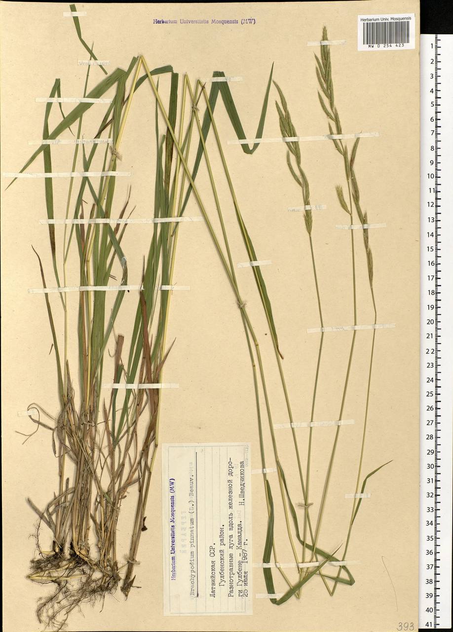 Brachypodium pinnatum (L.) P.Beauv., Eastern Europe, Latvia (E2b) (Latvia)