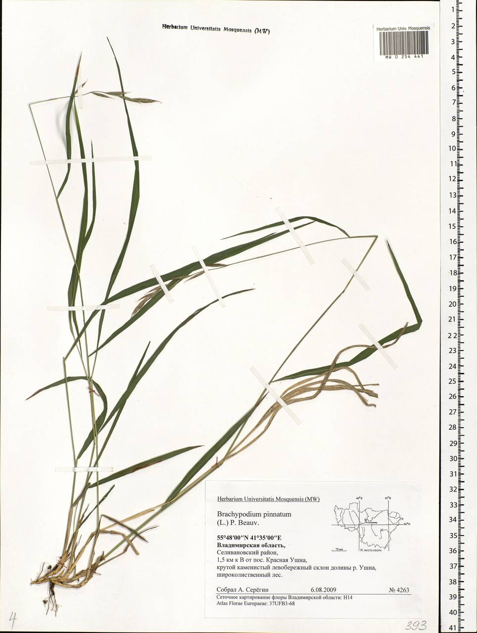 Brachypodium pinnatum (L.) P.Beauv., Eastern Europe, Central region (E4) (Russia)