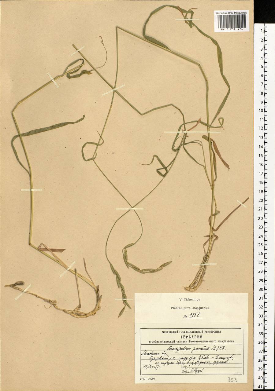 Brachypodium pinnatum (L.) P.Beauv., Eastern Europe, Moscow region (E4a) (Russia)
