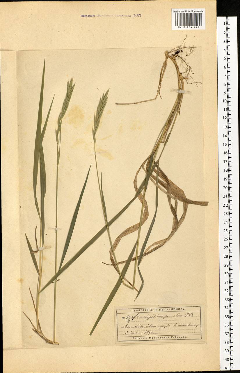 Brachypodium pinnatum (L.) P.Beauv., Eastern Europe, Moscow region (E4a) (Russia)