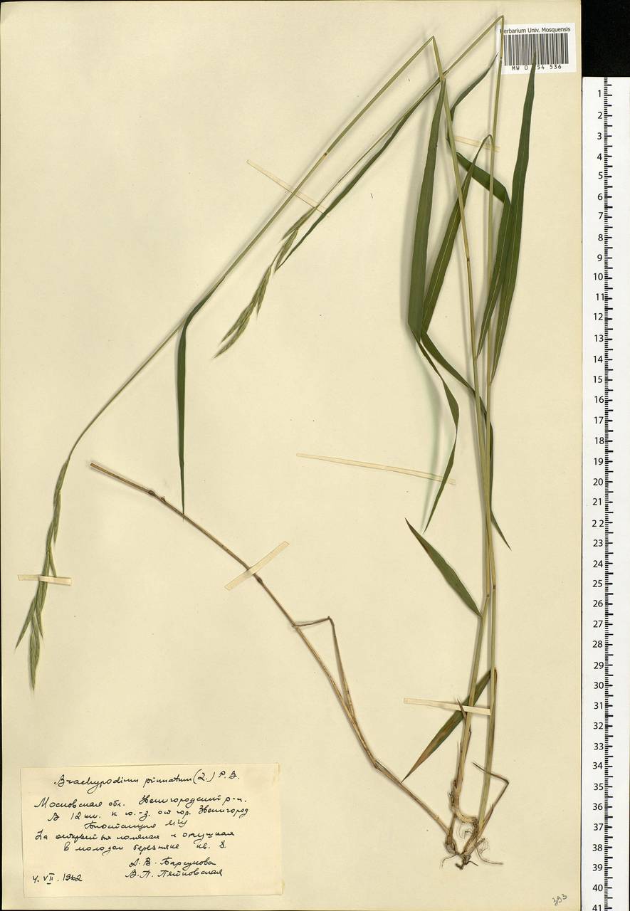 Brachypodium pinnatum (L.) P.Beauv., Eastern Europe, Moscow region (E4a) (Russia)