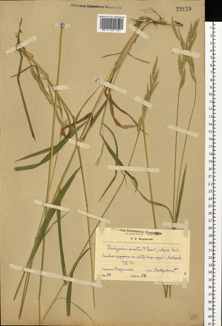 Brachypodium pinnatum (L.) P.Beauv., Eastern Europe, Central forest region (E5) (Russia)