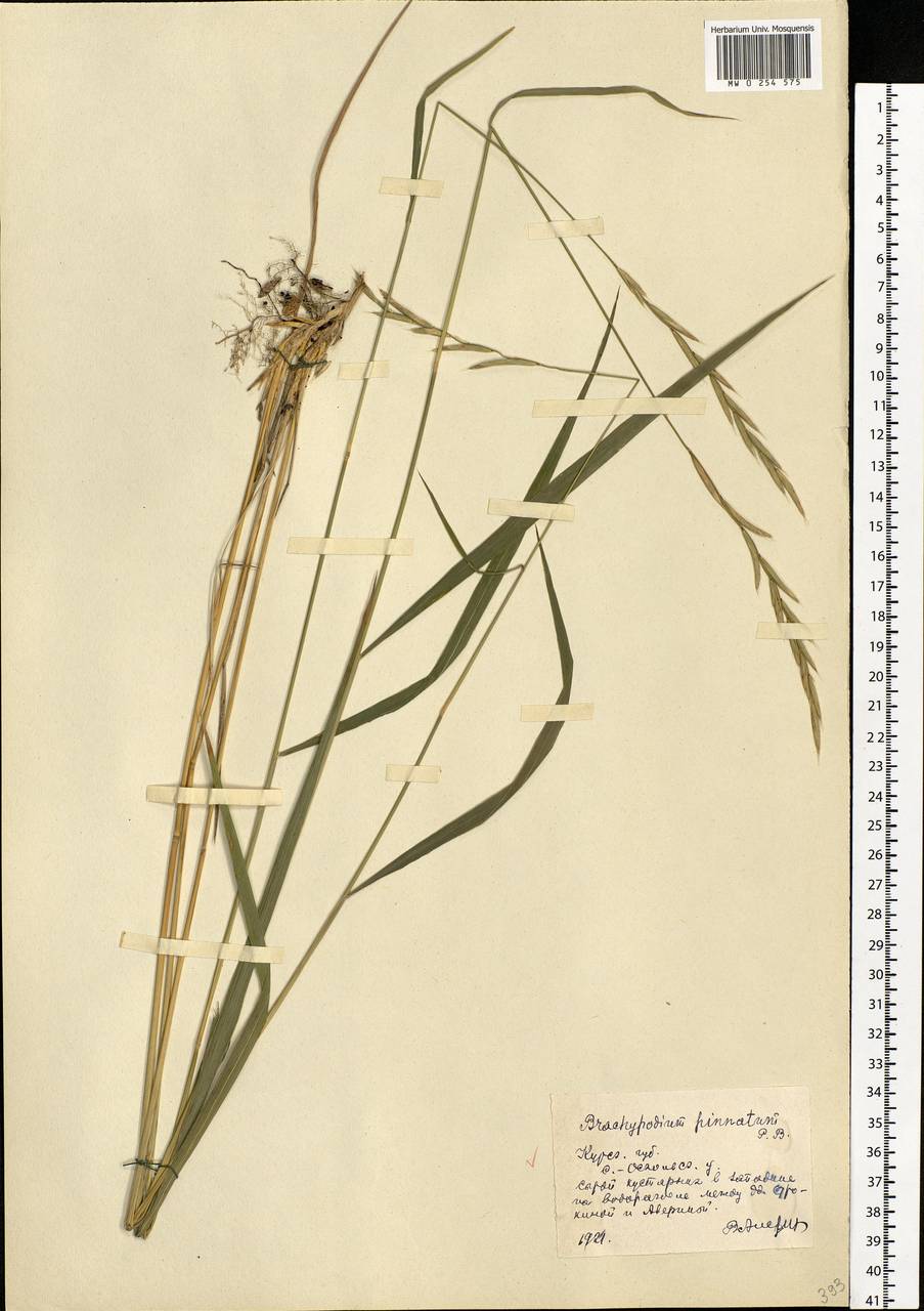 Brachypodium pinnatum (L.) P.Beauv., Eastern Europe, Central forest-and-steppe region (E6) (Russia)
