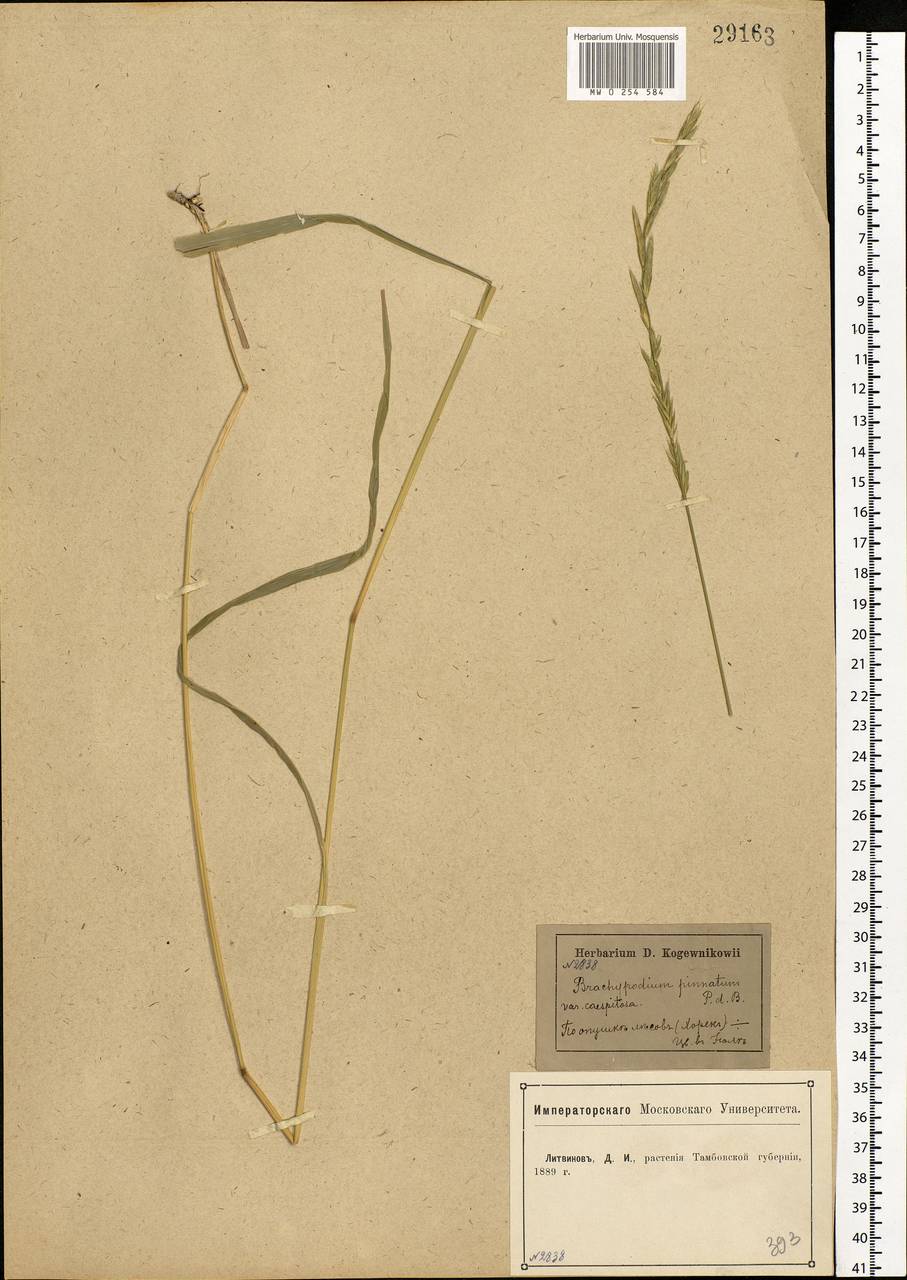 Brachypodium pinnatum (L.) P.Beauv., Eastern Europe, Central forest-and-steppe region (E6) (Russia)