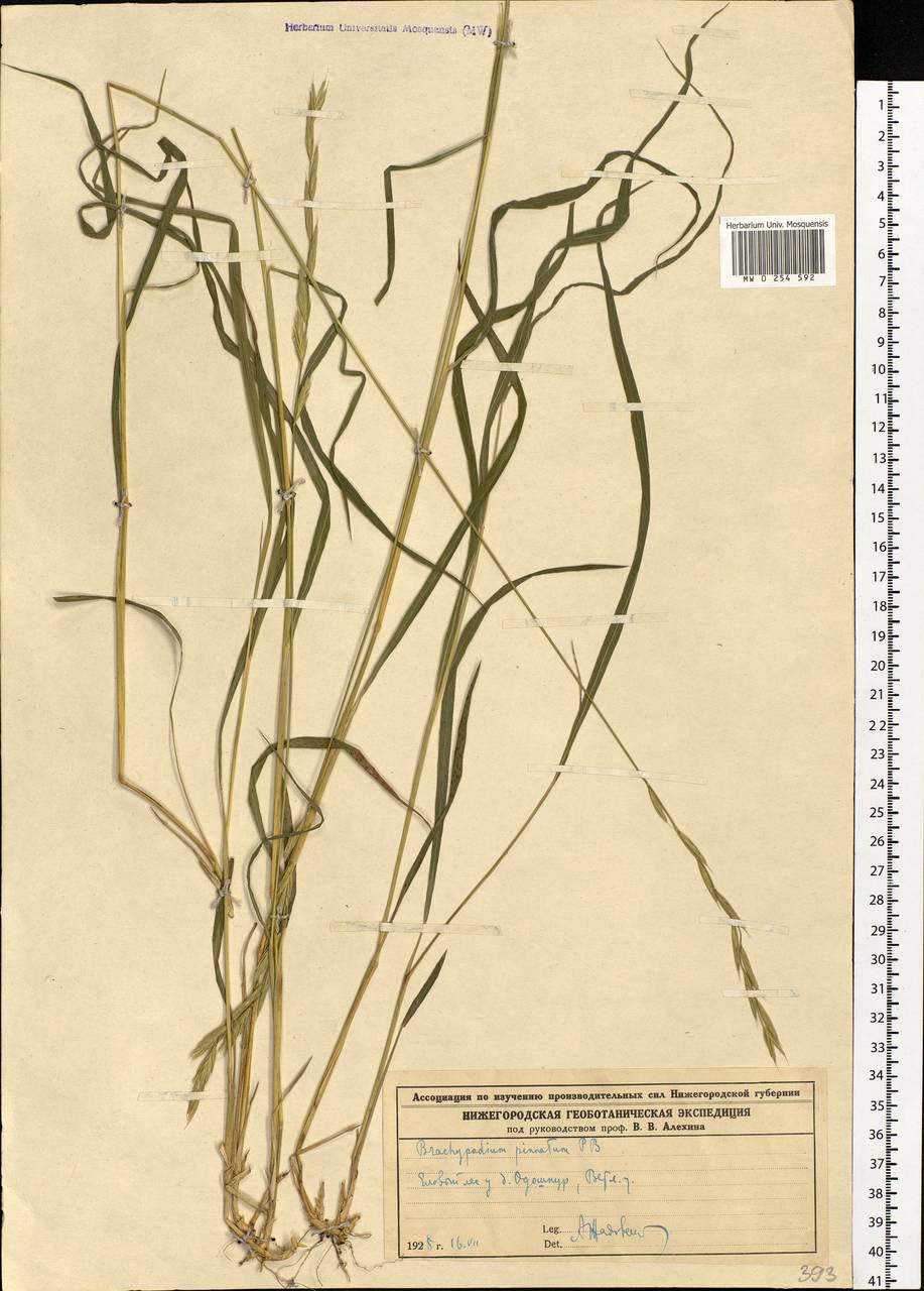Brachypodium pinnatum (L.) P.Beauv., Eastern Europe, Volga-Kama region (E7) (Russia)