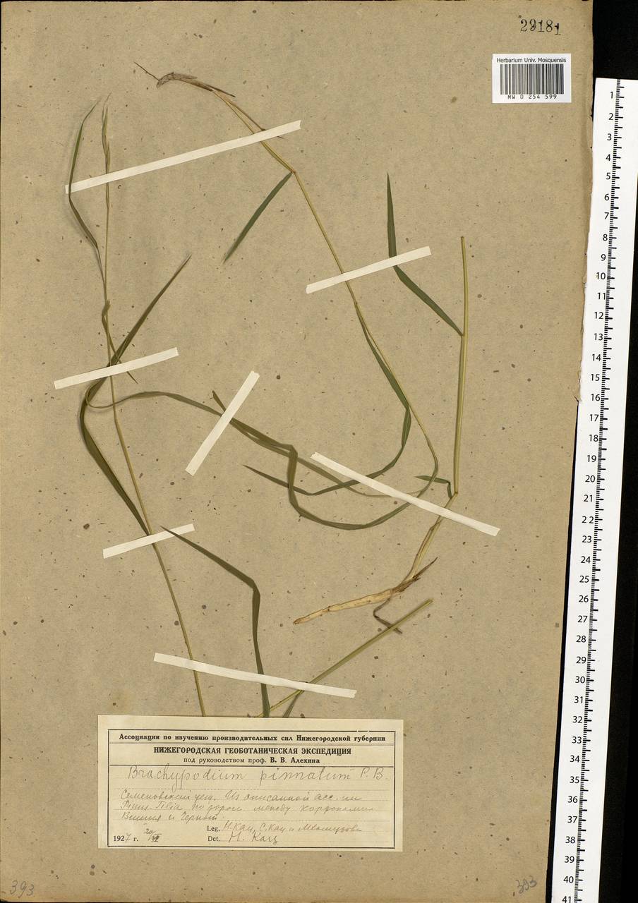 Brachypodium pinnatum (L.) P.Beauv., Eastern Europe, Volga-Kama region (E7) (Russia)